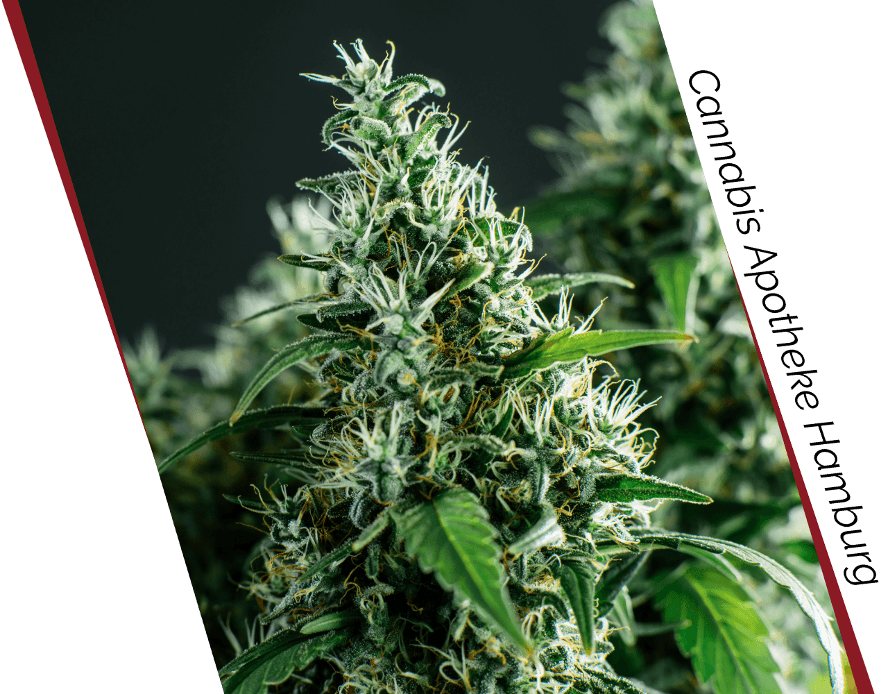 Foto einer Cannabisblüte mit Schriftzug: Cannabis Apotheke Hamburg